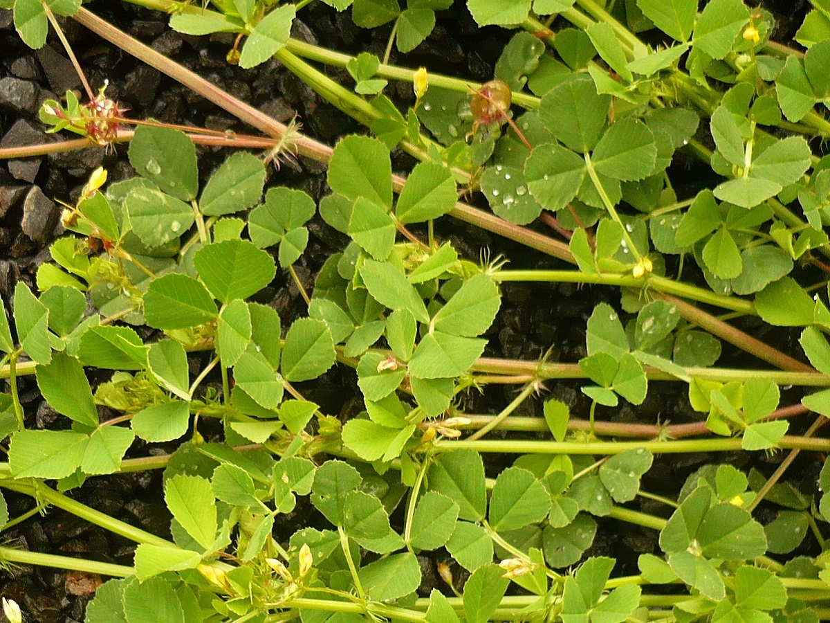 Medicago orbicularis var. orbicularis (Fabaceae)